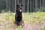 BEAUCERON 418